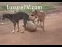 Beastiality taboo dog sex on the road
